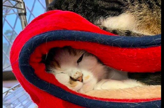 猫咪总喜欢睡在同伴的窝顶上,里面的猫:夹缝中生存,我太难了!