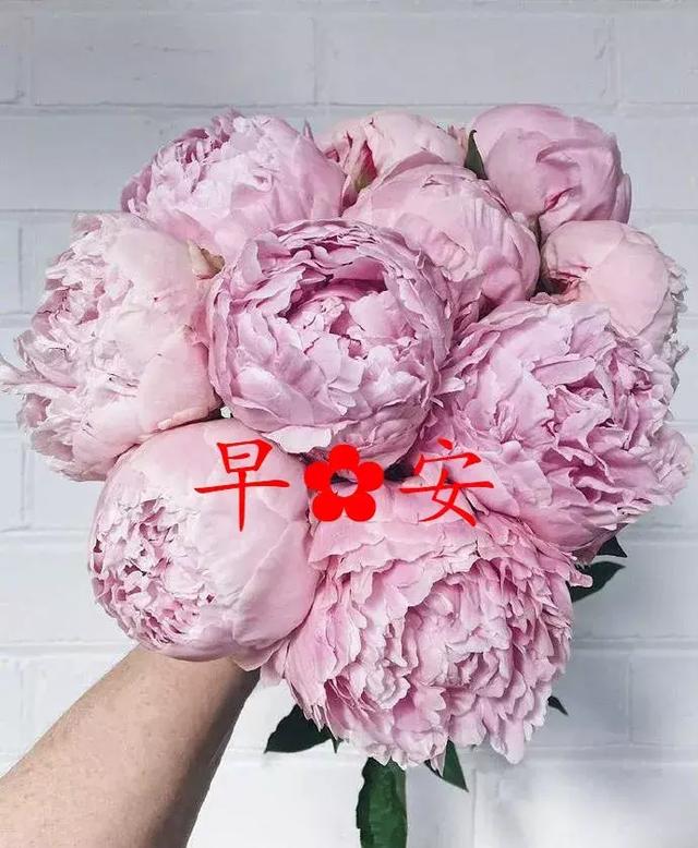 想不通的,可以不想;恨不过的,要抚平,早安