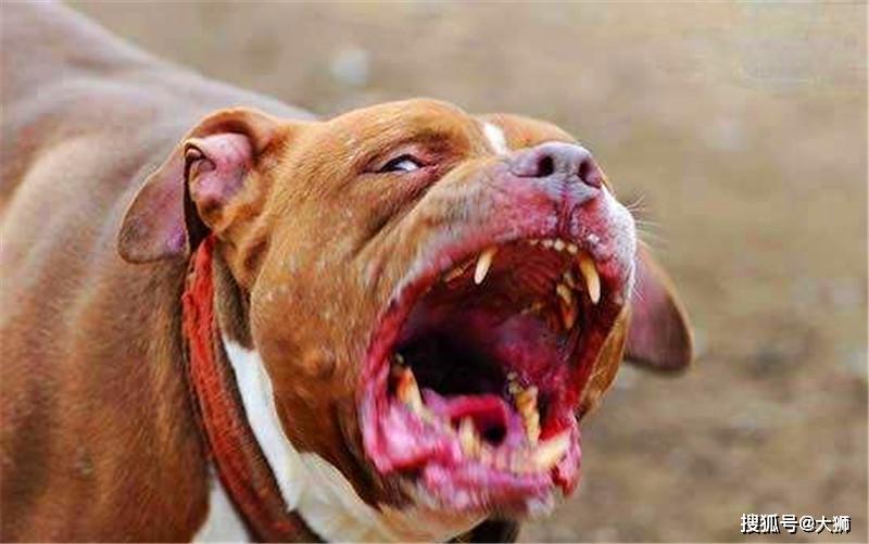 老话说“鸡不三年,犬不六载”,此话很实在,不听劝只恐招惹祸端