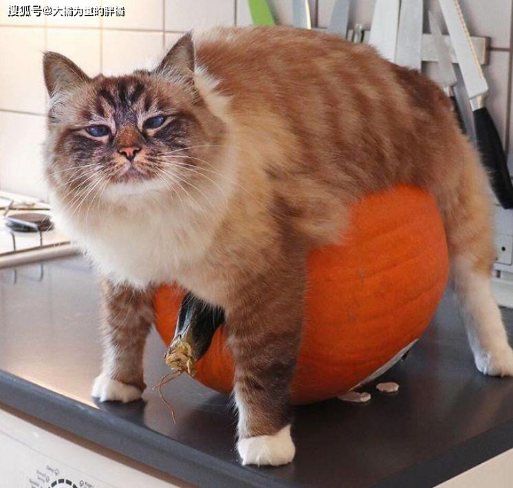 猫咪在家热得团团转,铲屎官轻松帮它降暑,冰镇西瓜还能这样用?