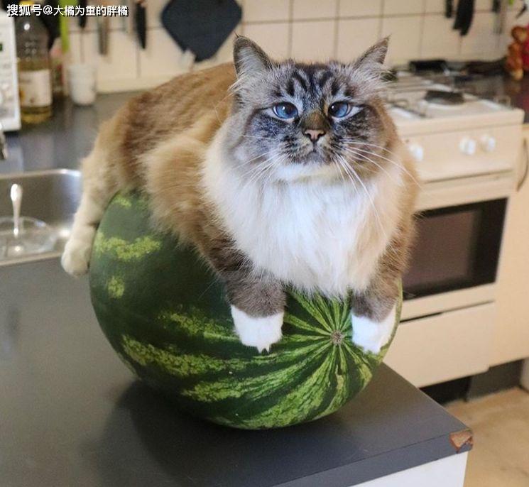 猫咪在家热得团团转,铲屎官轻松帮它降暑,冰镇西瓜还能这样用?