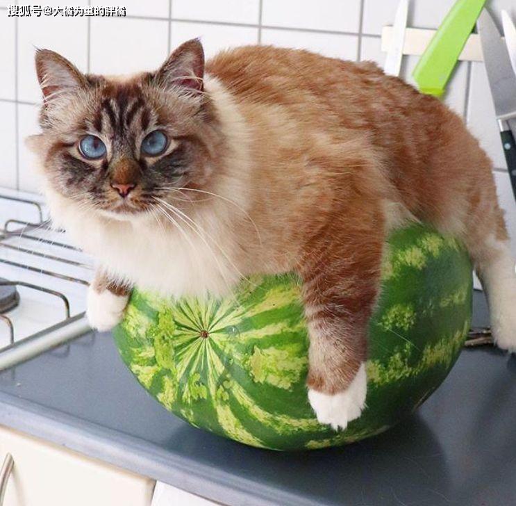 猫咪在家热得团团转,铲屎官轻松帮它降暑,冰镇西瓜还能这样用?
