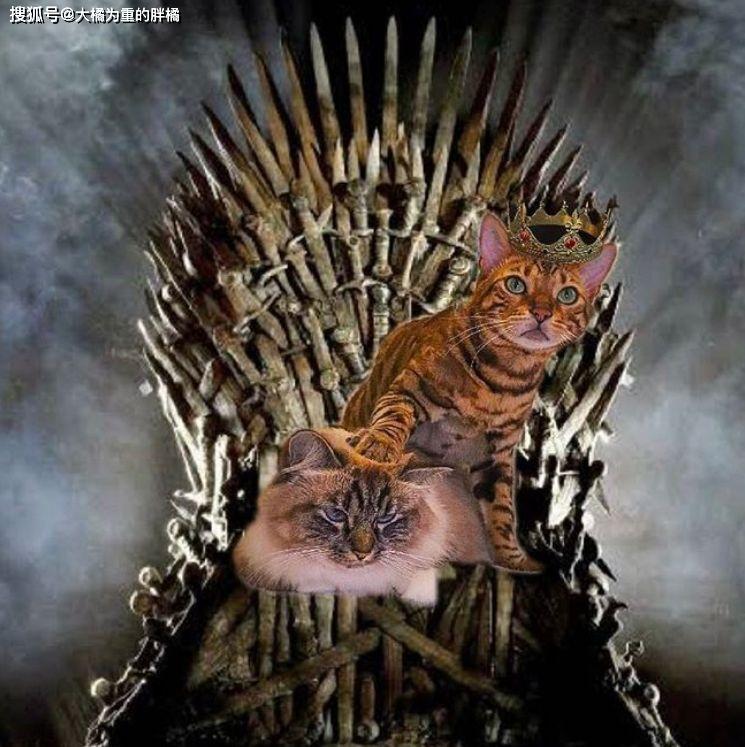 猫咪在家热得团团转,铲屎官轻松帮它降暑,冰镇西瓜还能这样用?