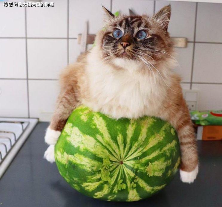 猫咪在家热得团团转,铲屎官轻松帮它降暑,冰镇西瓜还能这样用?