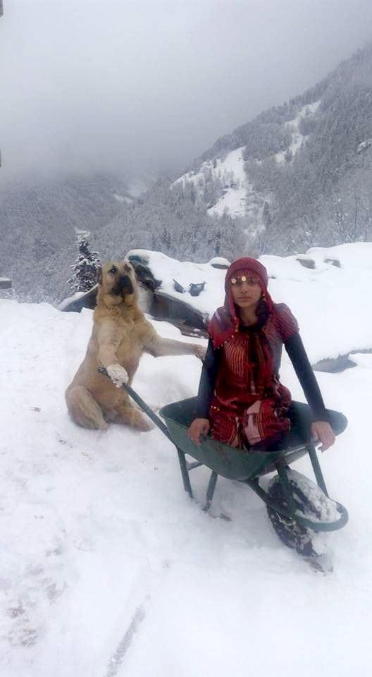 大型牧羊犬背着小羊跋涉陡峭山坡,牧羊女则驮着羊妈妈赶路