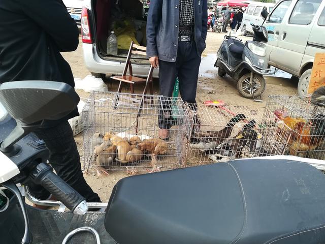 狗市:商贩卖狗的同时还卖土鸡,称:光卖狗的话,早就饿死了!