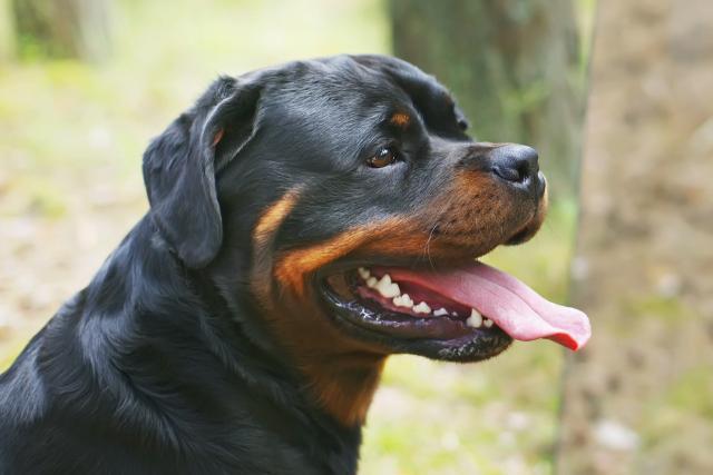 狗狗被救后每天微笑报恩,一笑就是12年,都忘记自己是只恶犬了