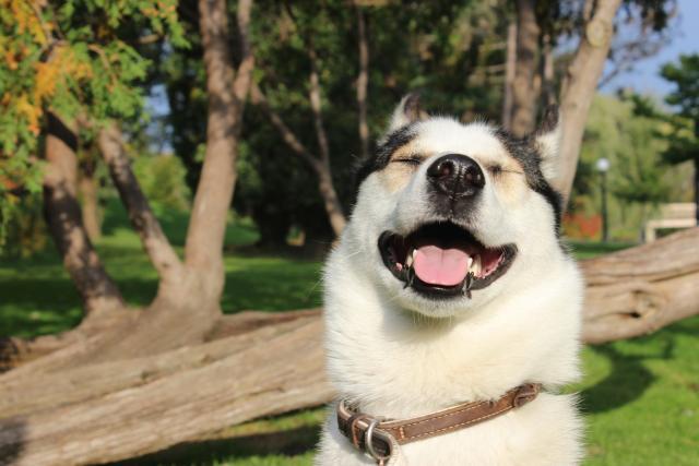 狗狗被救后每天微笑报恩,一笑就是12年,都忘记自己是只恶犬了