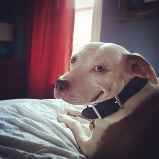 狗狗被救后每天微笑报恩,一笑就是12年,都忘记自己是只恶犬了