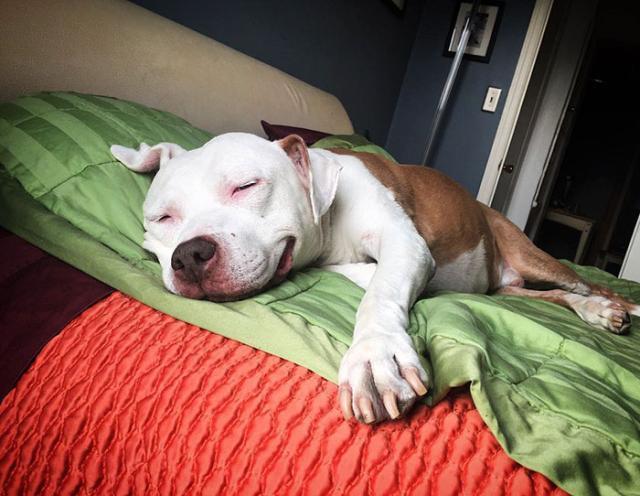 狗狗被救后每天微笑报恩,一笑就是12年,都忘记自己是只恶犬了