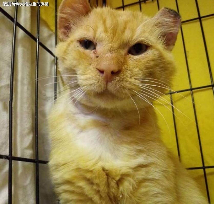 10岁老猫蹲在路灯下取暖,女子心生怜悯搭救它,每晚都去与它碰面
