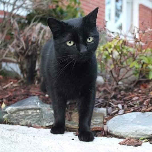 捡到一只刚出生的蓝猫,养了3个月发现被骗了:它怎么是只黑猫?