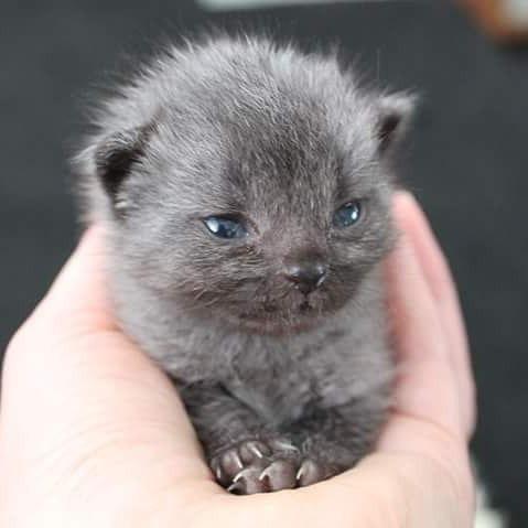 捡到一只刚出生的蓝猫,养了3个月发现被骗了:它怎么是只黑猫?