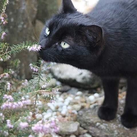 捡到一只刚出生的蓝猫,养了3个月发现被骗了:它怎么是只黑猫?