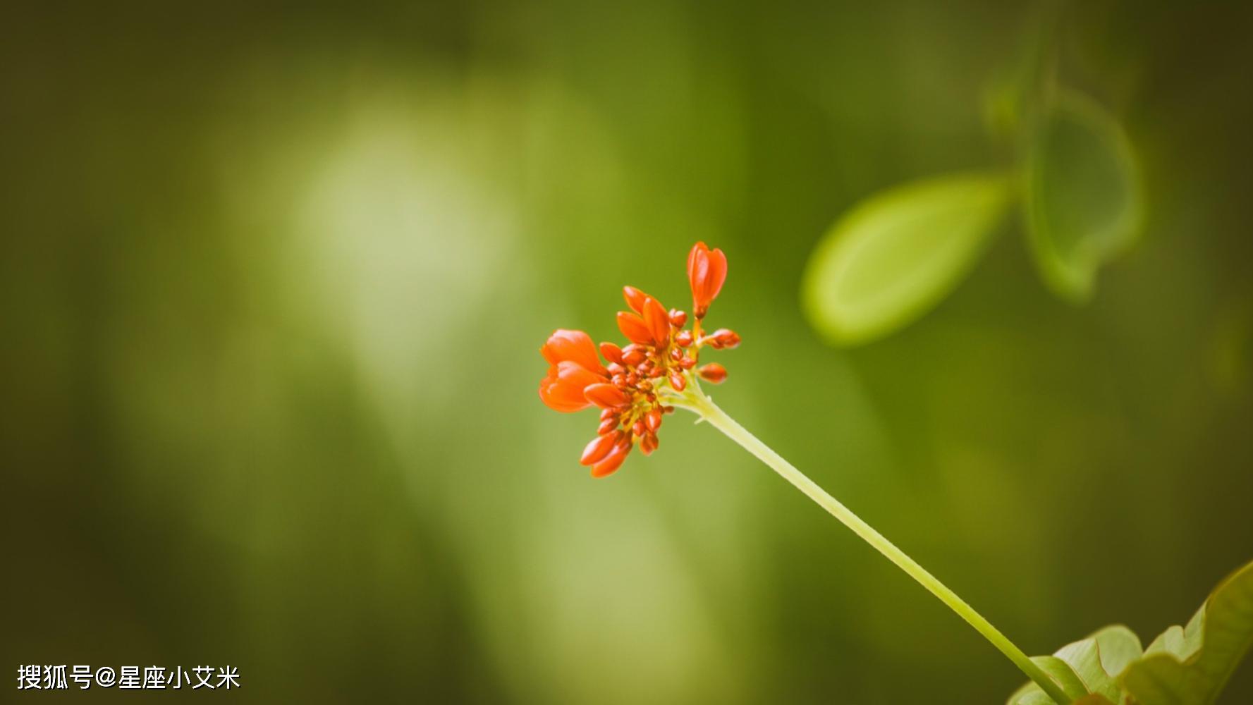 元宵节开始,惊喜不断,富贵十足,大旺特旺的四生肖