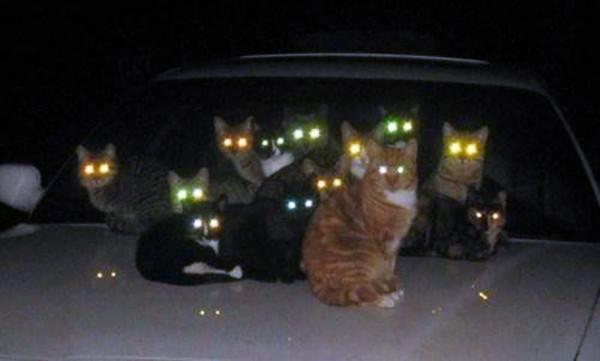 橘猫“葬身”火海,主人正伤心时被告知还活着,全靠跑的快