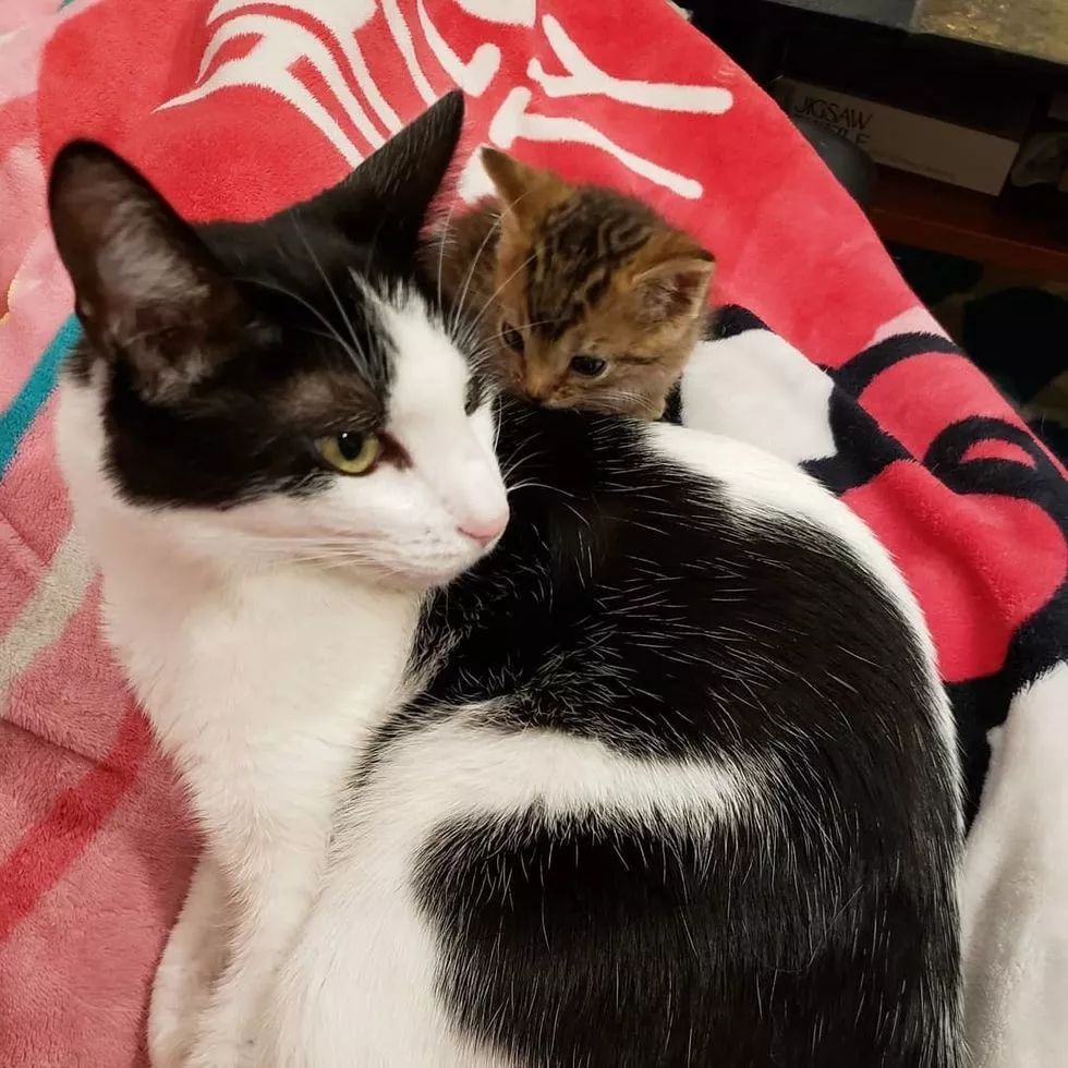 流浪小猫体型只有普通猫一半大,小到能坐进杯子,幸遇好心人!