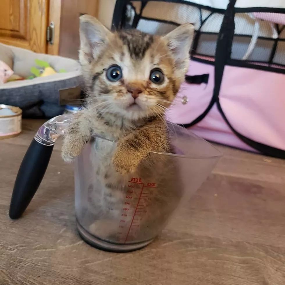 流浪小猫体型只有普通猫一半大,小到能坐进杯子,幸遇好心人!