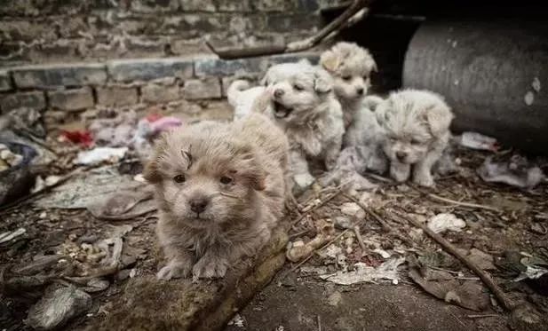 不好意思,这次猫狗不背锅!