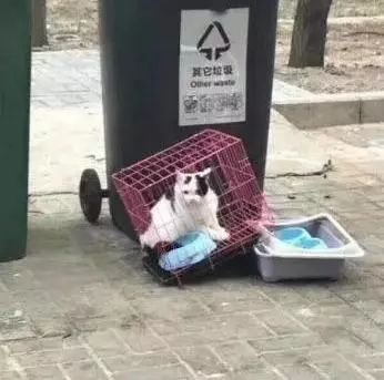不好意思,这次猫狗不背锅!