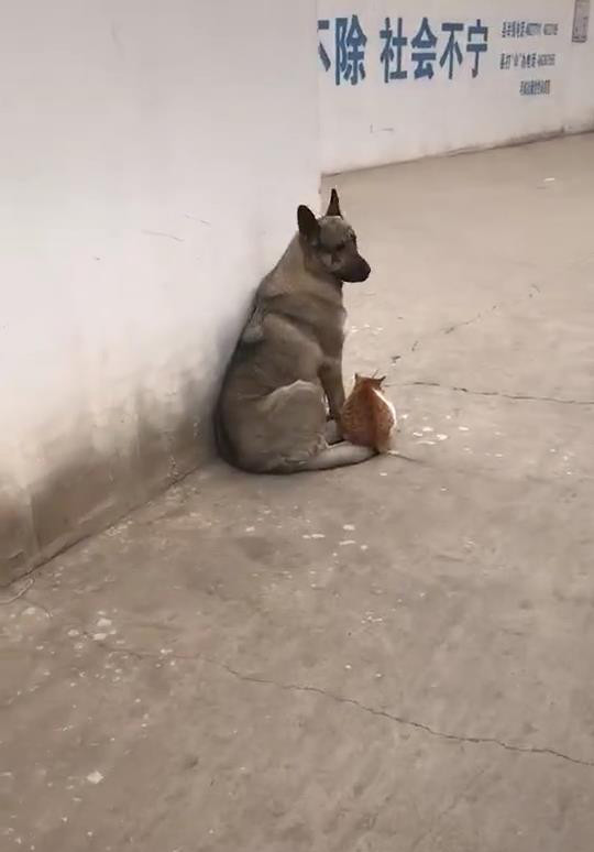 狗跟猫靠在一起晒太阳,被人发现后亲了猫一口,网友:真甜蜜
