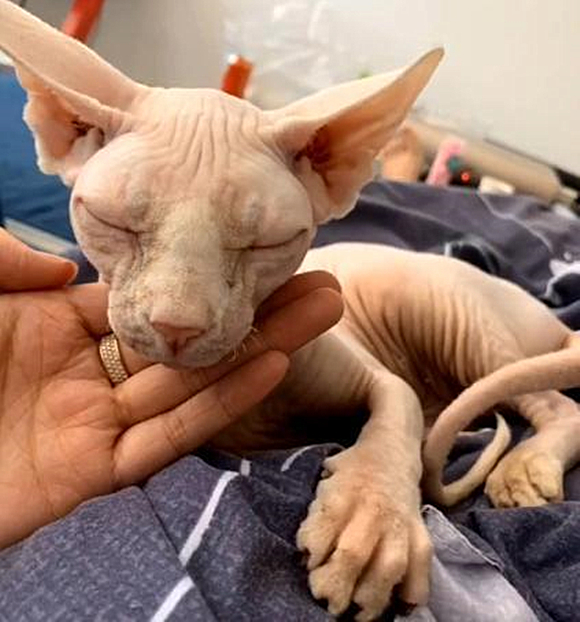 无毛猫被寄养,回来一段时间竟生产了,看到崽子后气不打一处来