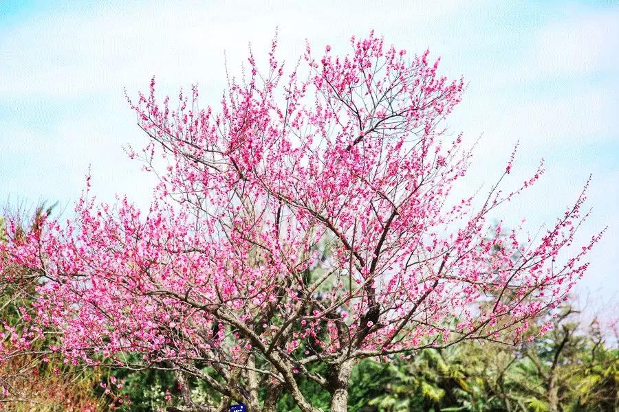 今日立春,风和日暖山水醒,春到人间草木生