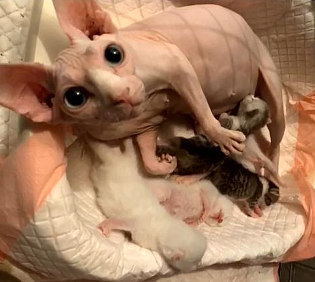 无毛猫被寄养,回来一段时间竟生产了,看到崽子后气不打一处来