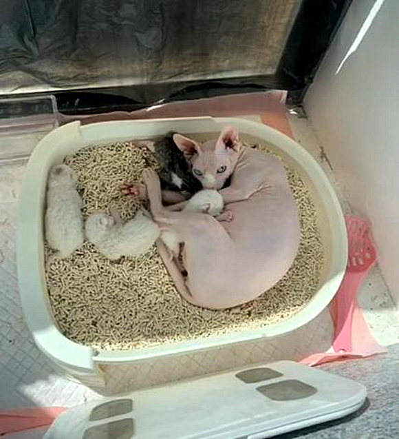 无毛猫被寄养,回来一段时间竟生产了,看到崽子后气不打一处来