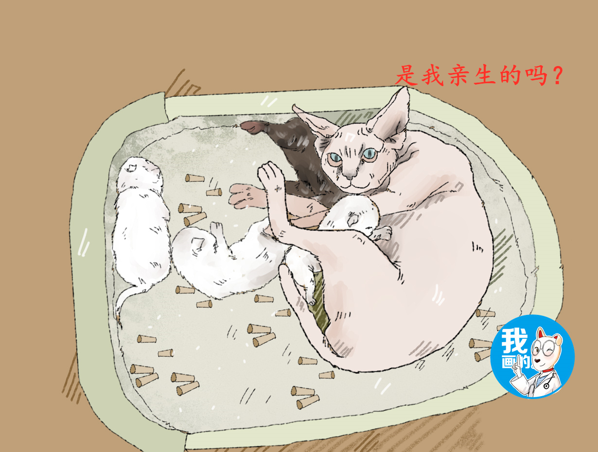无毛猫被寄养,回来一段时间竟生产了,看到崽子后气不打一处来