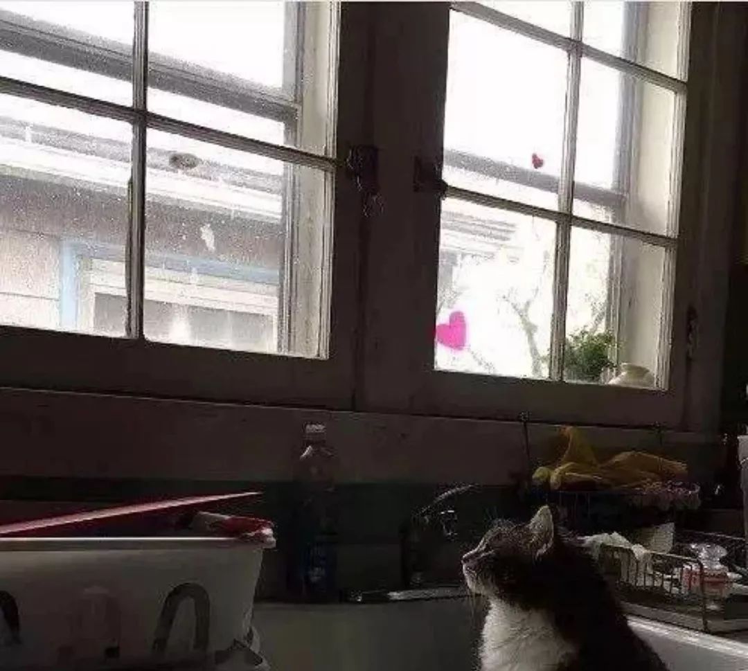 我在武汉做一名喂猫志愿者,竟然发生了如此暖心的事情。