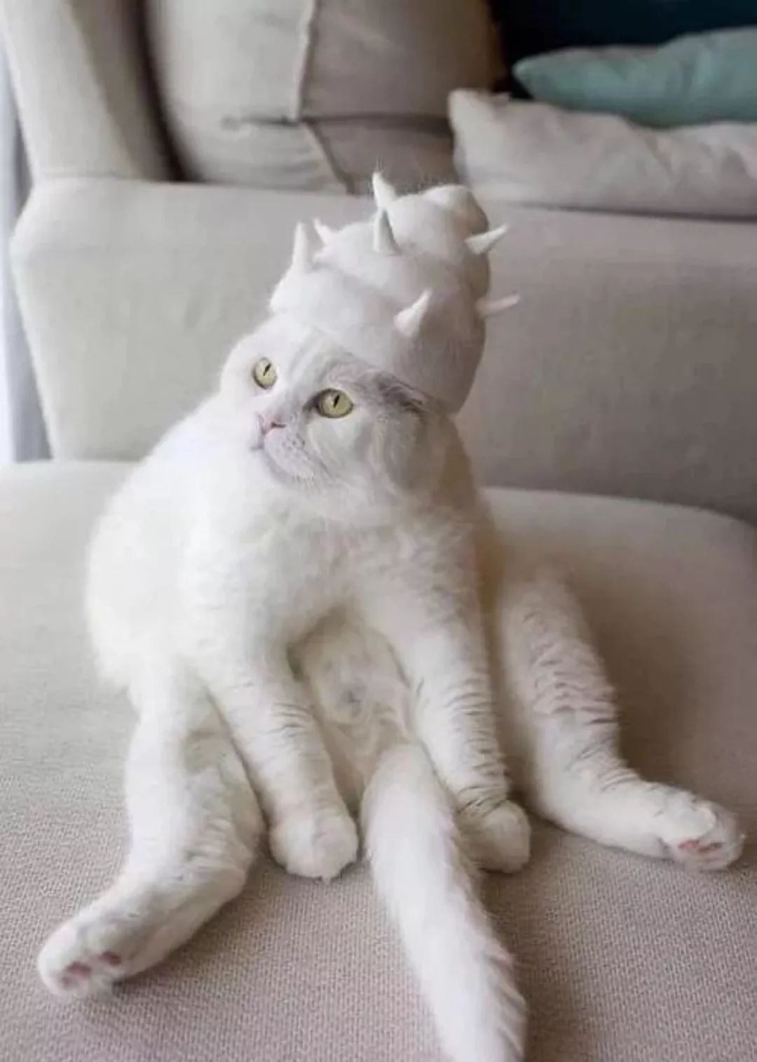 我在武汉做一名喂猫志愿者,竟然发生了如此暖心的事情。