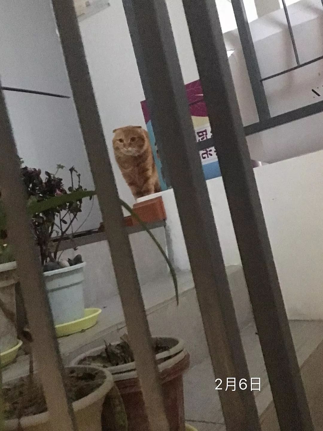 我在武汉做一名喂猫志愿者,竟然发生了如此暖心的事情。