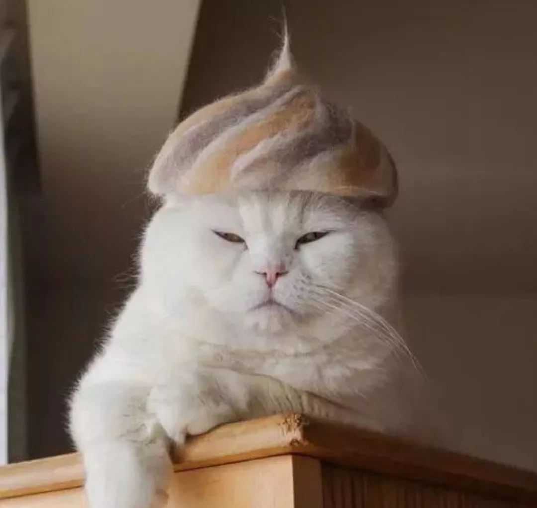 我在武汉做一名喂猫志愿者,竟然发生了如此暖心的事情。