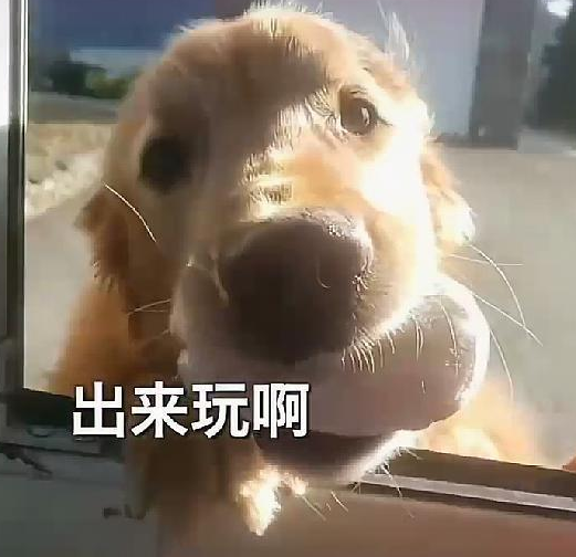 内有凶犬别靠近!壮胆开门一看 金毛:来啦!等半天了