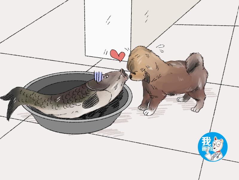男子买回来一条鲤鱼,刚打算去厨房处理,跑去一看没了胃口