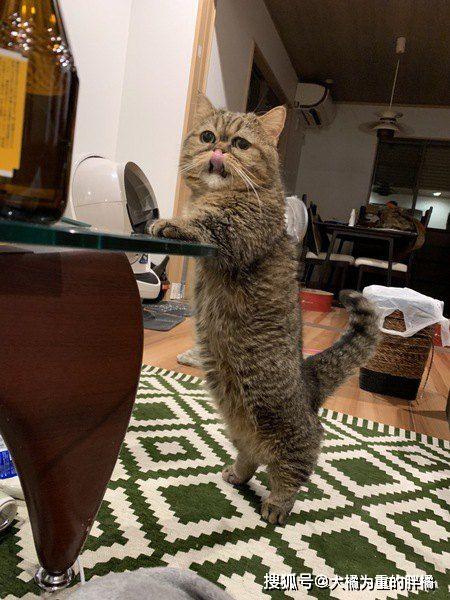 猫咪为什么晚上不喜欢睡觉?这7个理由,铲屎的不一定都知道!