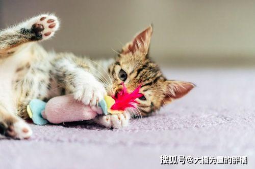 猫咪为什么晚上不喜欢睡觉?这7个理由,铲屎的不一定都知道!