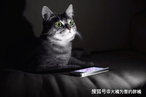 猫咪为什么晚上不喜欢睡觉?这7个理由,铲屎的不一定都知道!