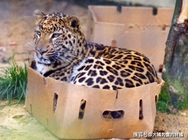 大猫们也爱卖萌撒娇蹲盒子,威压哪儿去了!豹子:我还会喵喵叫呢