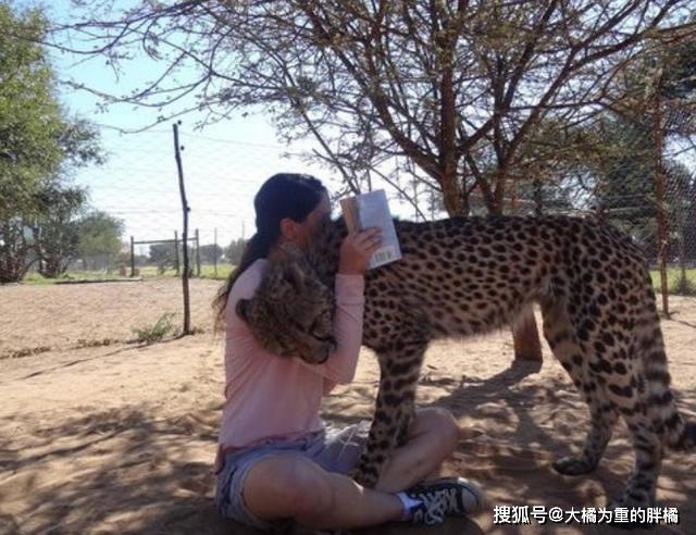 大猫们也爱卖萌撒娇蹲盒子,威压哪儿去了!豹子:我还会喵喵叫呢