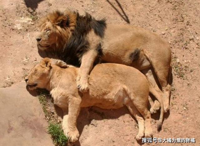 大猫们也爱卖萌撒娇蹲盒子,威压哪儿去了!豹子:我还会喵喵叫呢
