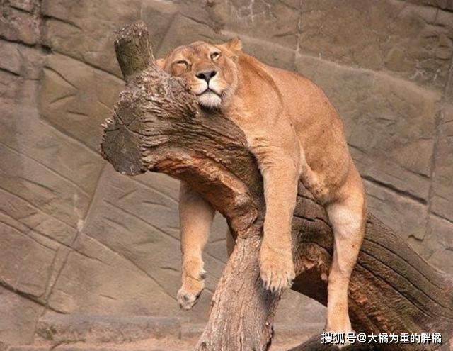 大猫们也爱卖萌撒娇蹲盒子,威压哪儿去了!豹子:我还会喵喵叫呢