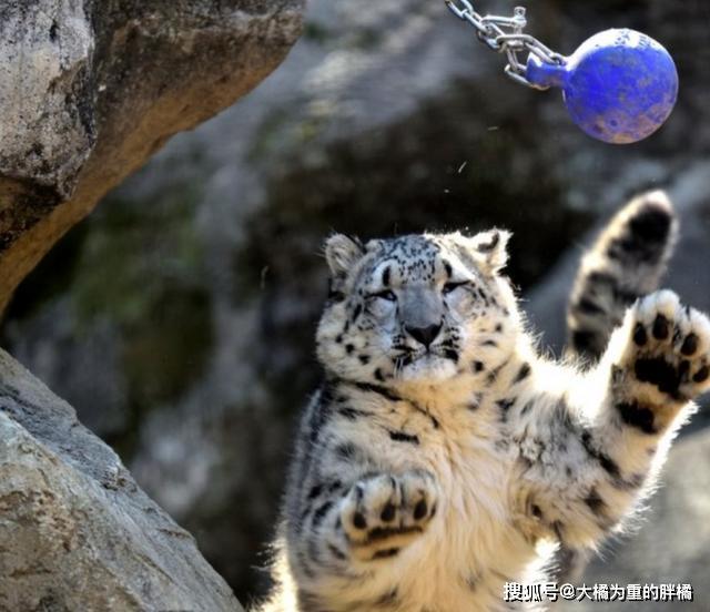大猫们也爱卖萌撒娇蹲盒子,威压哪儿去了!豹子:我还会喵喵叫呢