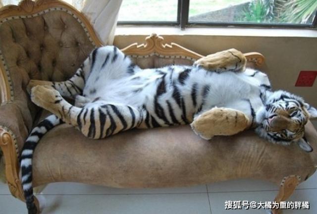 大猫们也爱卖萌撒娇蹲盒子,威压哪儿去了!豹子:我还会喵喵叫呢
