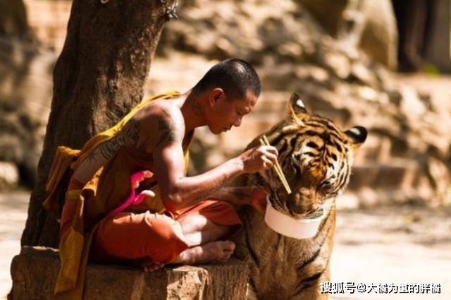 大猫们也爱卖萌撒娇蹲盒子,威压哪儿去了!豹子:我还会喵喵叫呢