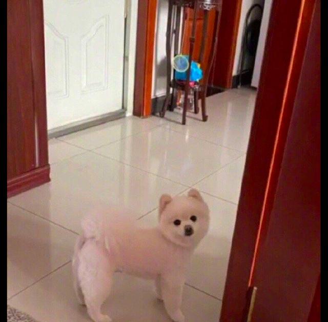 因为疫情博美不能去理发,年前淑女变成狂野男孩了,狗:我好颓废