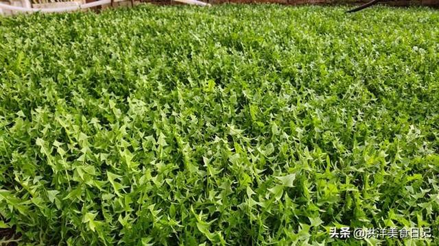 春季里要多吃这种野菜,消炎败火,做成馅更是美味,快快收藏