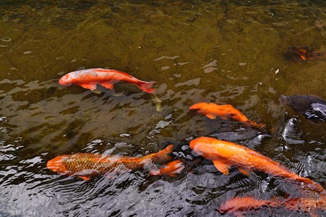 【转】这个少有人知的地方,人称小京都,是日本女性向往的日本旅行地