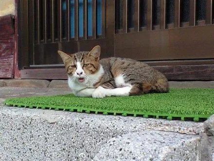 “我寻思着一只猫能丑到哪去,直到…”